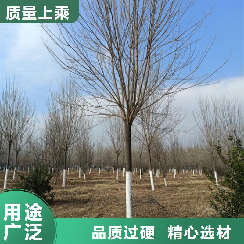 法桐_金叶复叶槭库存齐全厂家直供