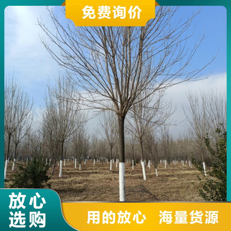 法桐原生冠法桐长期供应