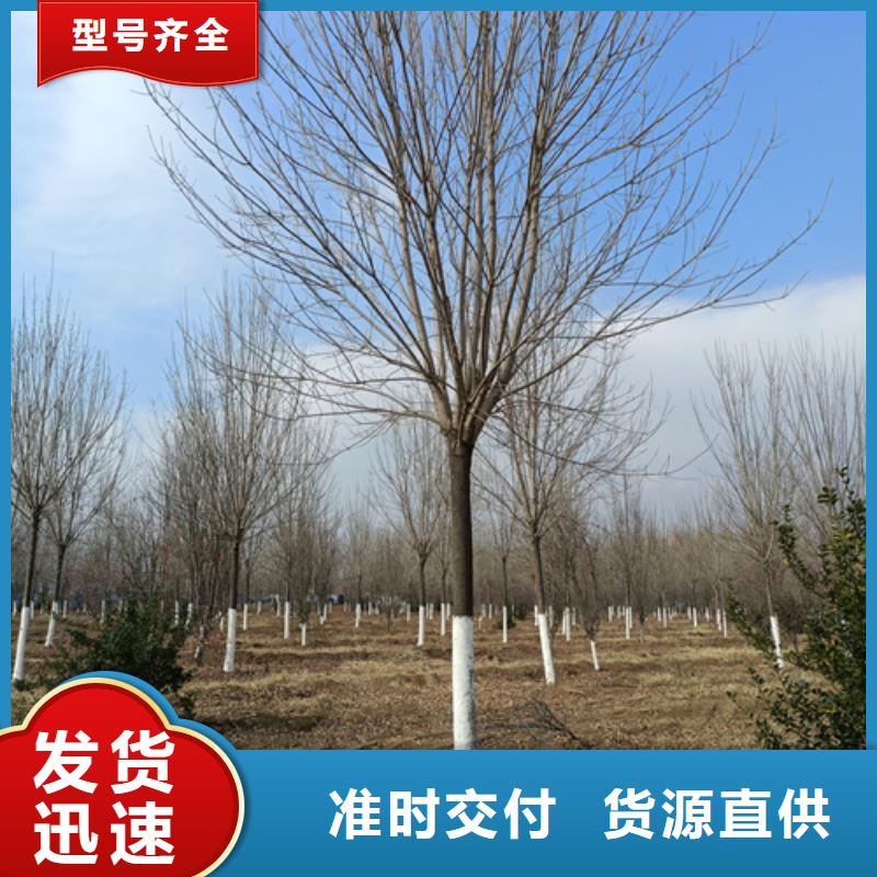 法桐大量现货