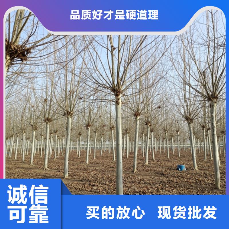 法桐截杆发帽品质保证实力见证