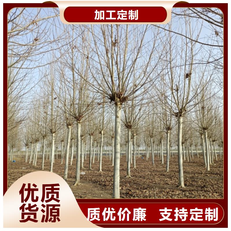 法桐_樱花来图定制量大从优