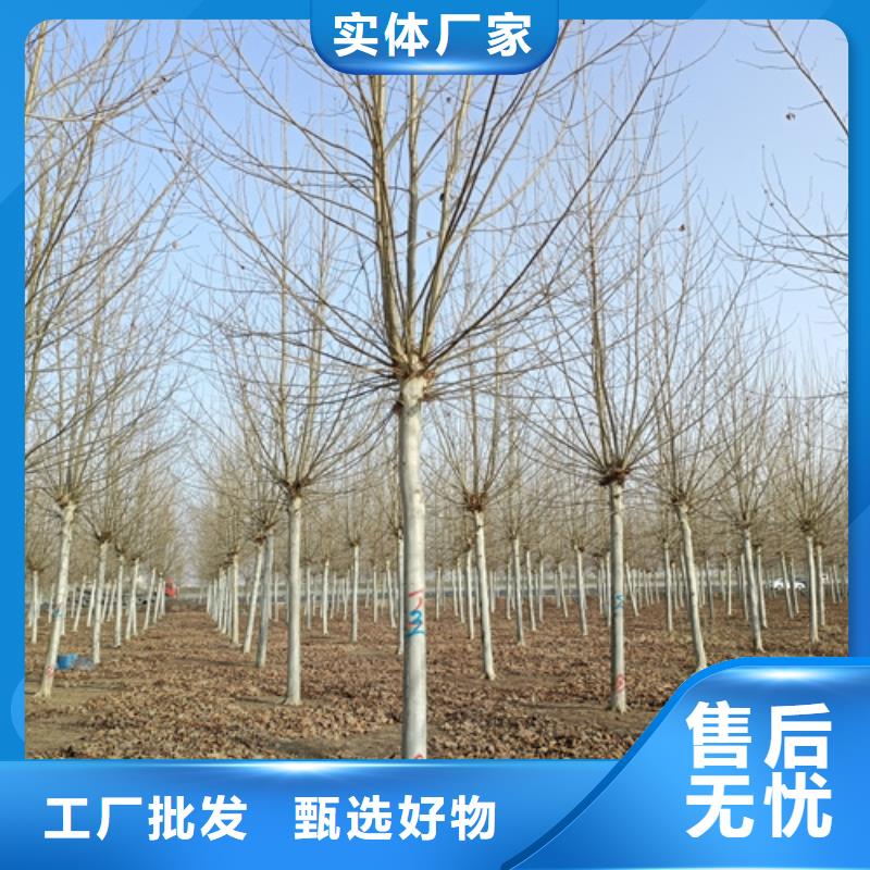 法桐大量现货