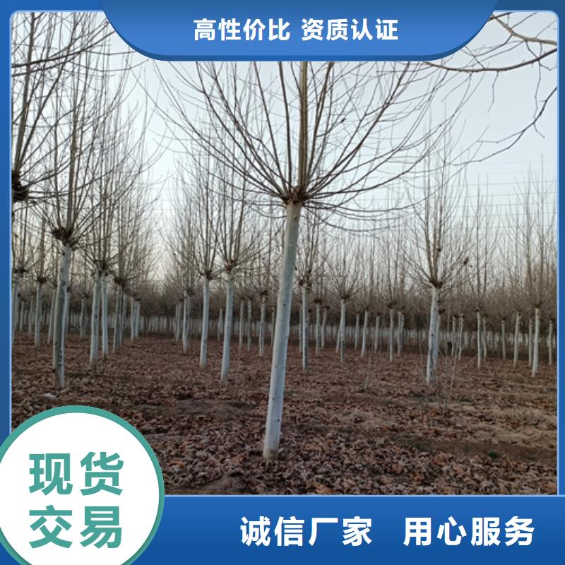 法桐金叶白蜡诚信经营