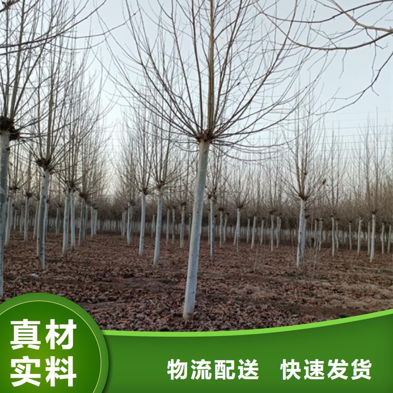 法桐美国红枫畅销本地
