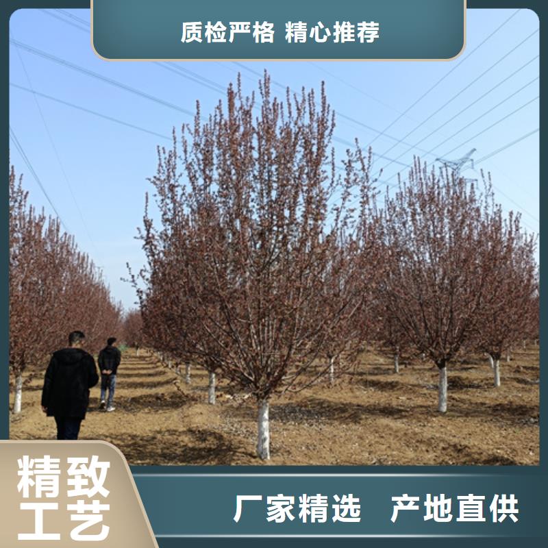 法桐美国红枫畅销本地