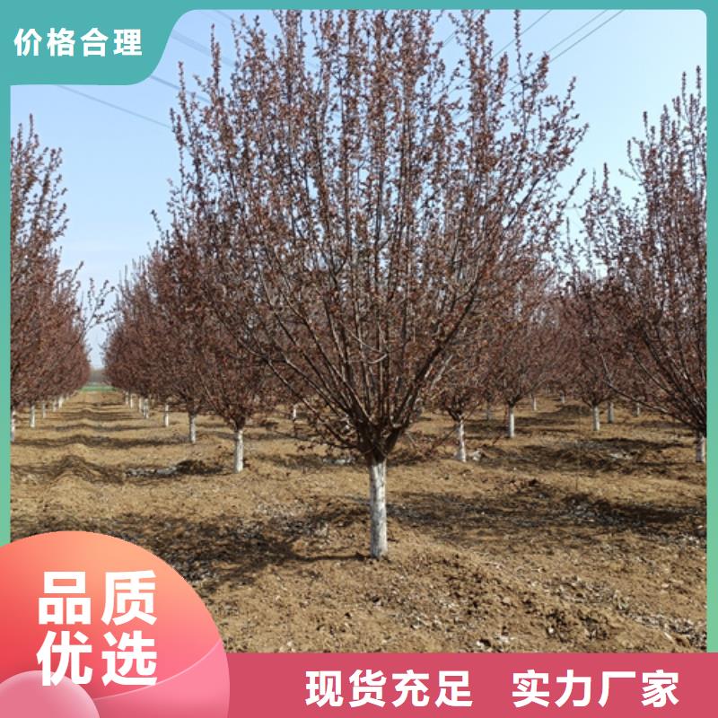法桐金叶复叶槭设计合理