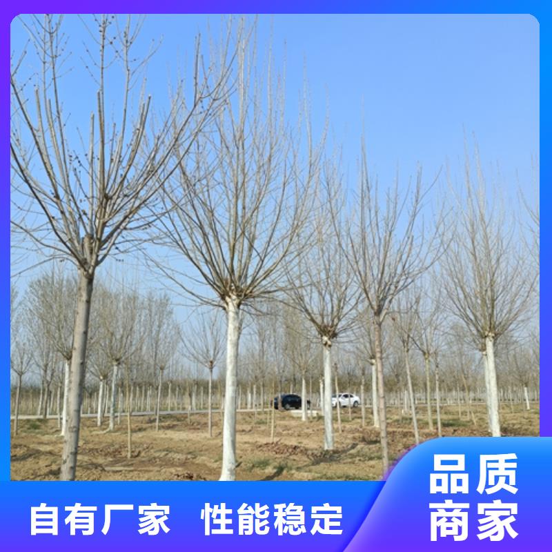 法桐金叶复叶槭品质优选