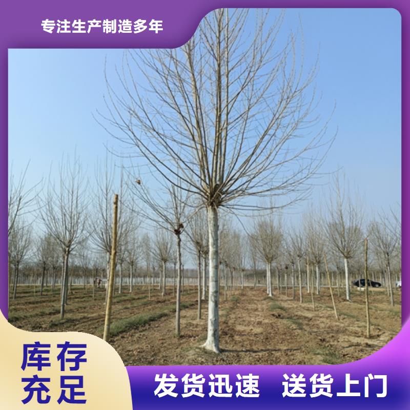 法桐原生冠法桐适用范围广