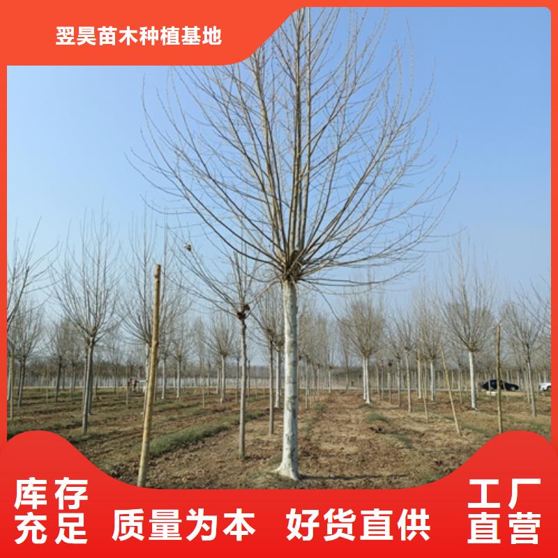 法桐【黄金槐】一站式供应