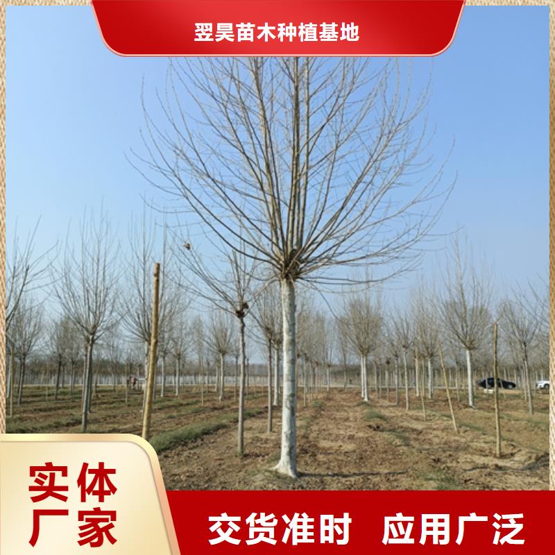 法桐炫丽海棠欢迎来厂考察