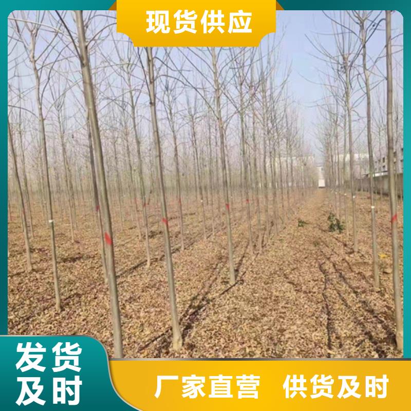白蜡-视频-山东省|青岛|日照|济宁|泰安|枣庄白蜡-翌昊