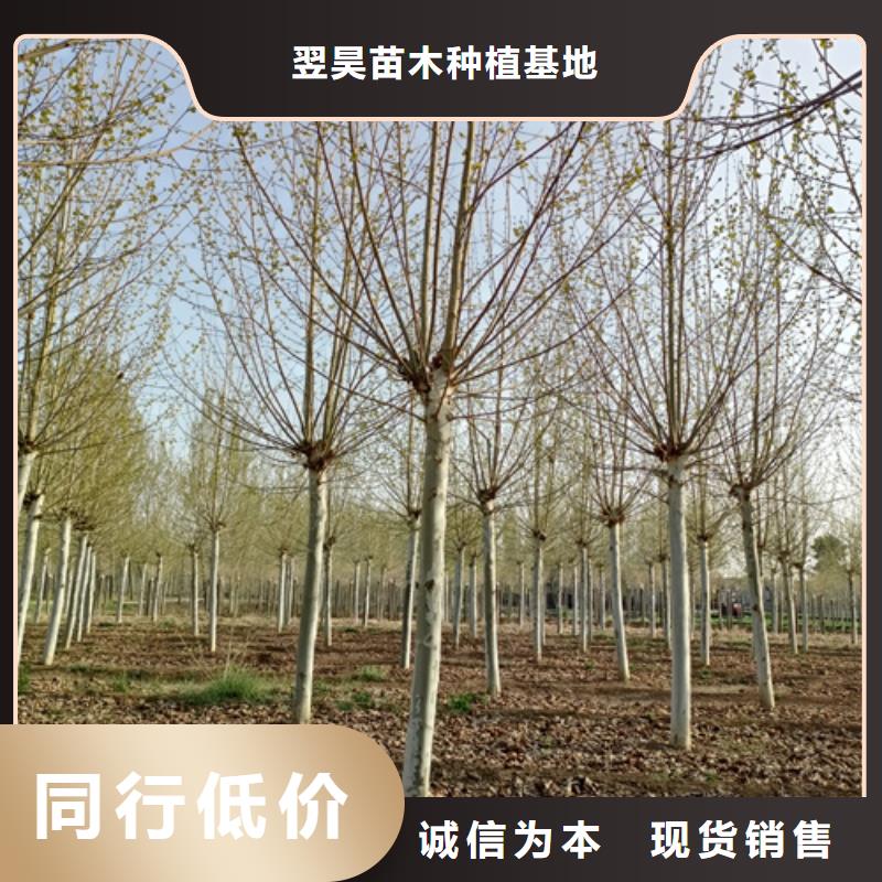 法桐五角枫厂家采购
