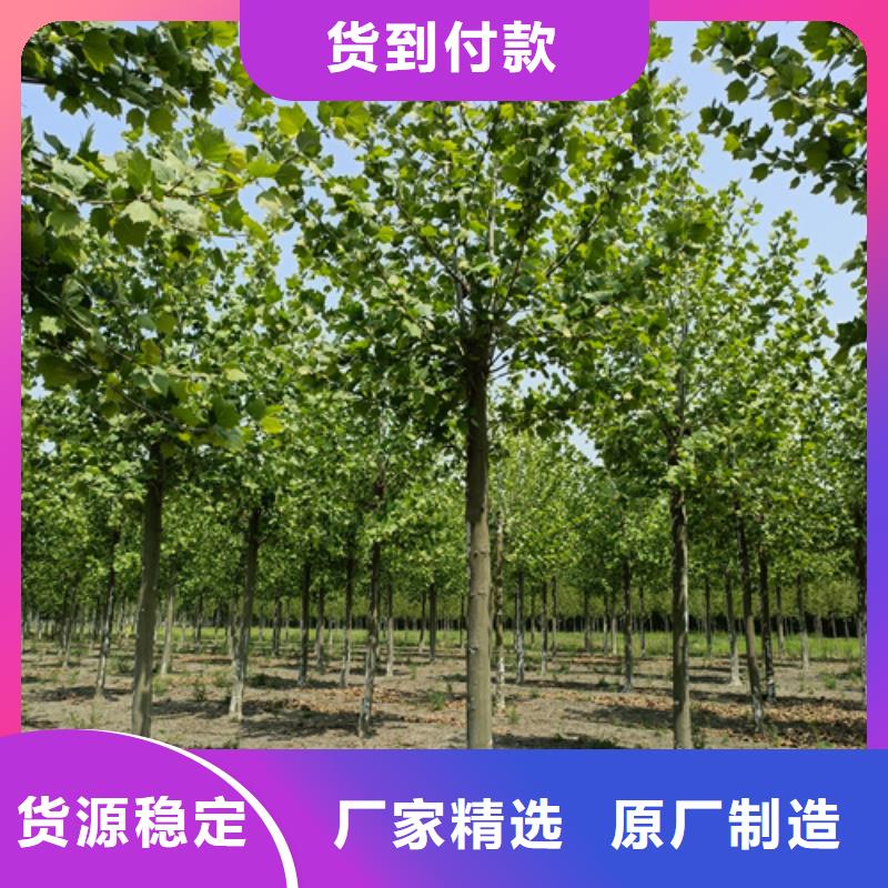 法桐_金叶槐物流配货上门