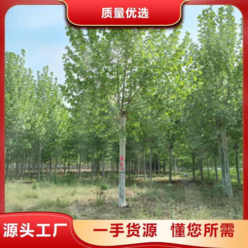 法桐金叶槐讲信誉保质量