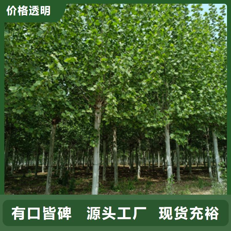 翌昊白蜡【法桐】-五角枫为您提供一站式采购服务aq00.com