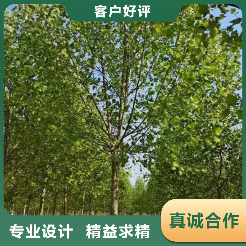 【法桐美国红枫一站式采购商家】