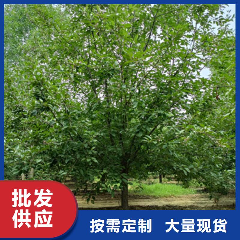 法桐美国红枫选择我们选择放心