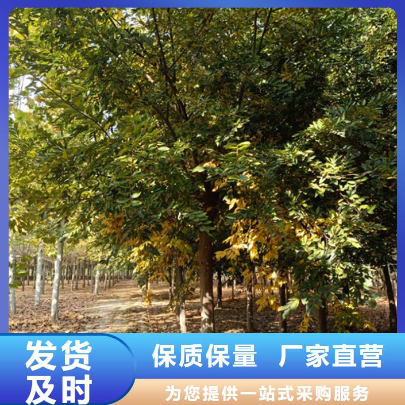 法桐北京栾随到随提