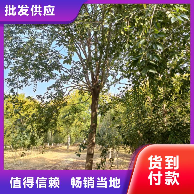 法桐金叶复叶槭实力见证