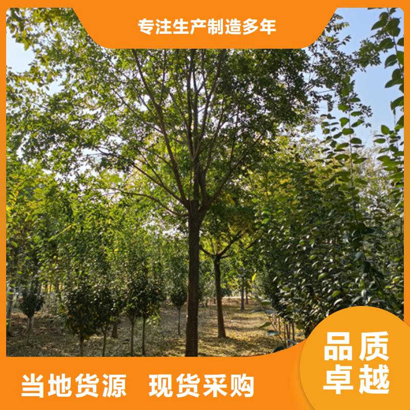 法桐美国红枫实拍品质保障