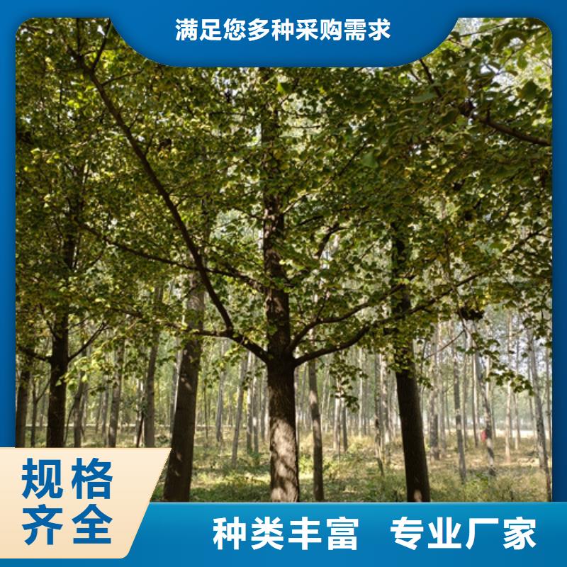 法桐,黄金槐做工精细