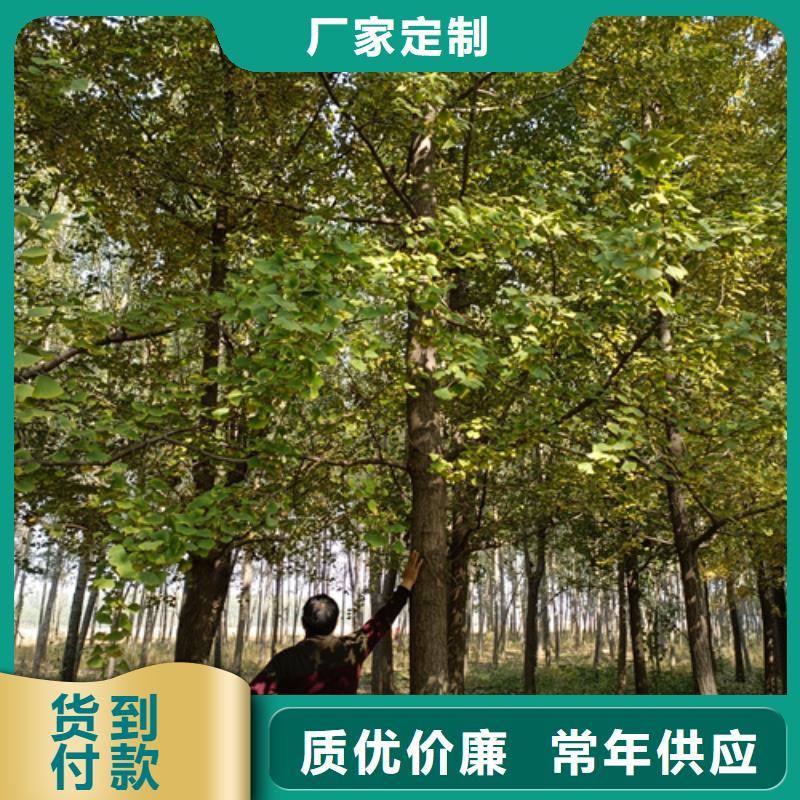 【法桐美国红枫诚信商家服务热情】