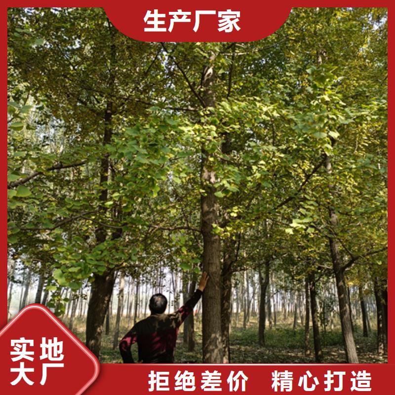 法桐原生冠法桐适用范围广