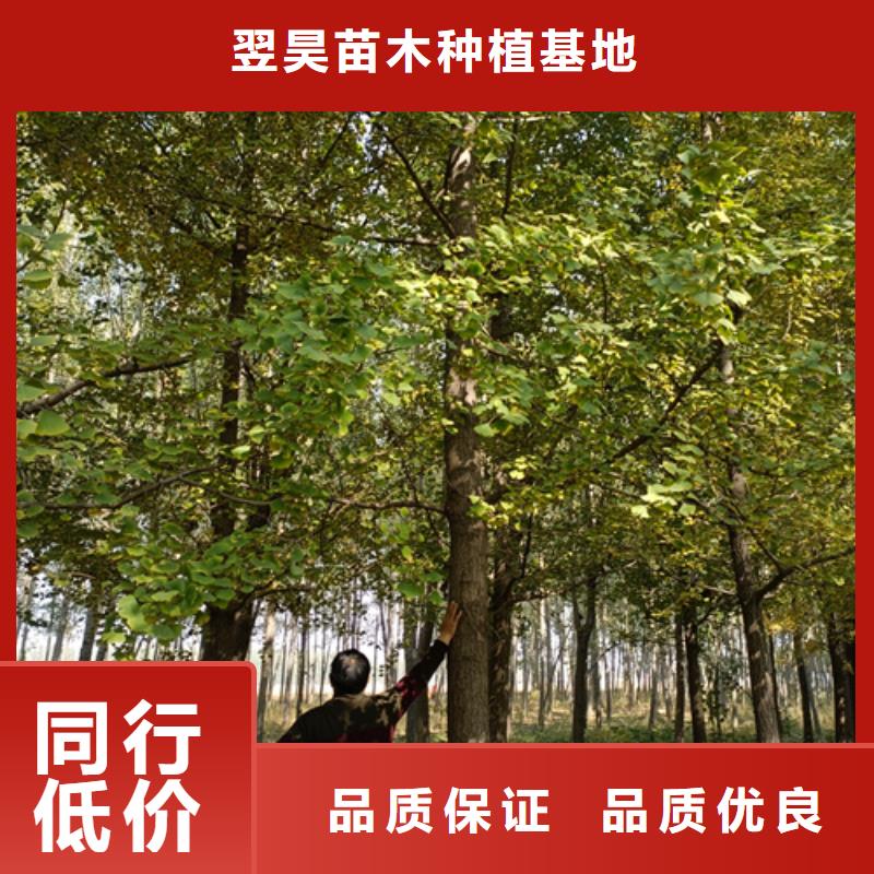 法桐_五角枫细节严格凸显品质