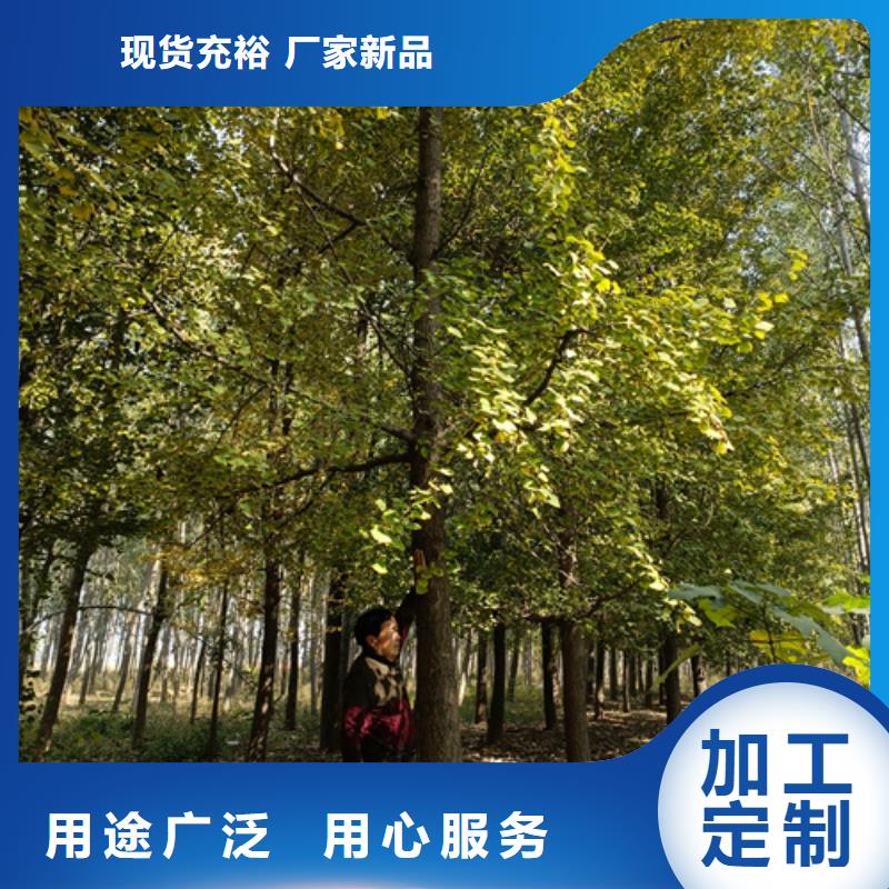 法桐五角枫服务始终如一