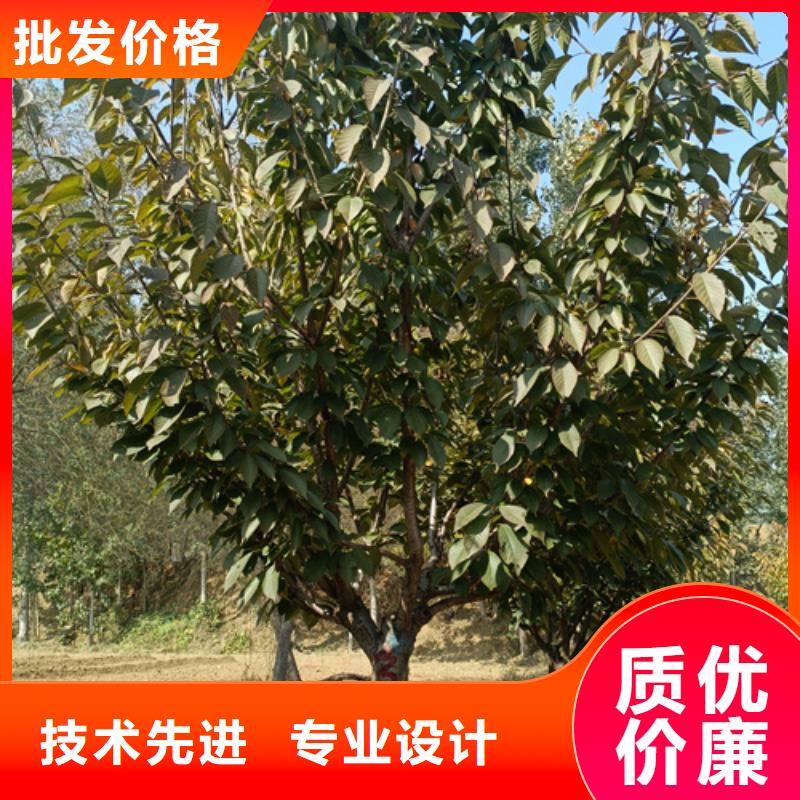 法桐秋紫白蜡材质实在