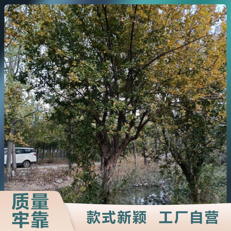 法桐美国红枫供货及时