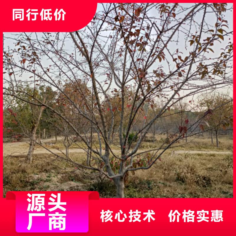 法桐金叶复叶槭设计合理