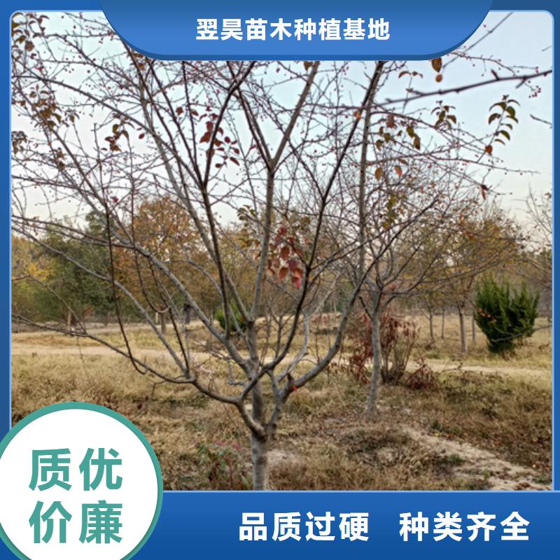 法桐_金叶白蜡优质工艺