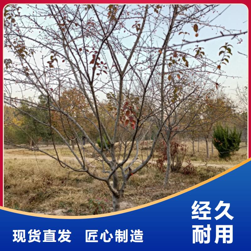 法桐黄金槐品质优选
