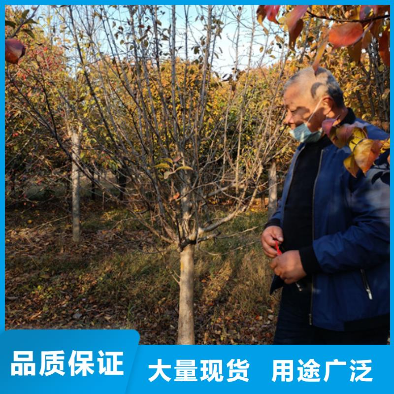 法桐美国红枫供货及时