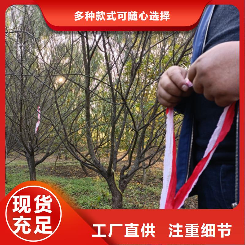 法桐-国槐当地厂家值得信赖