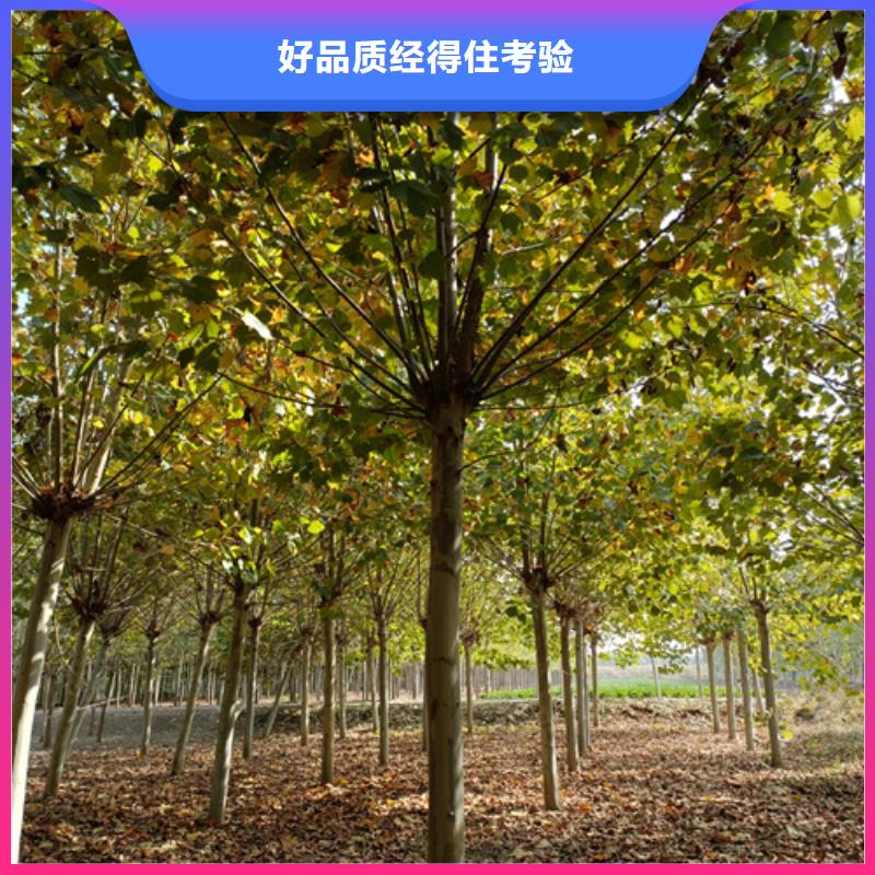 法桐截杆发帽品质保证实力见证
