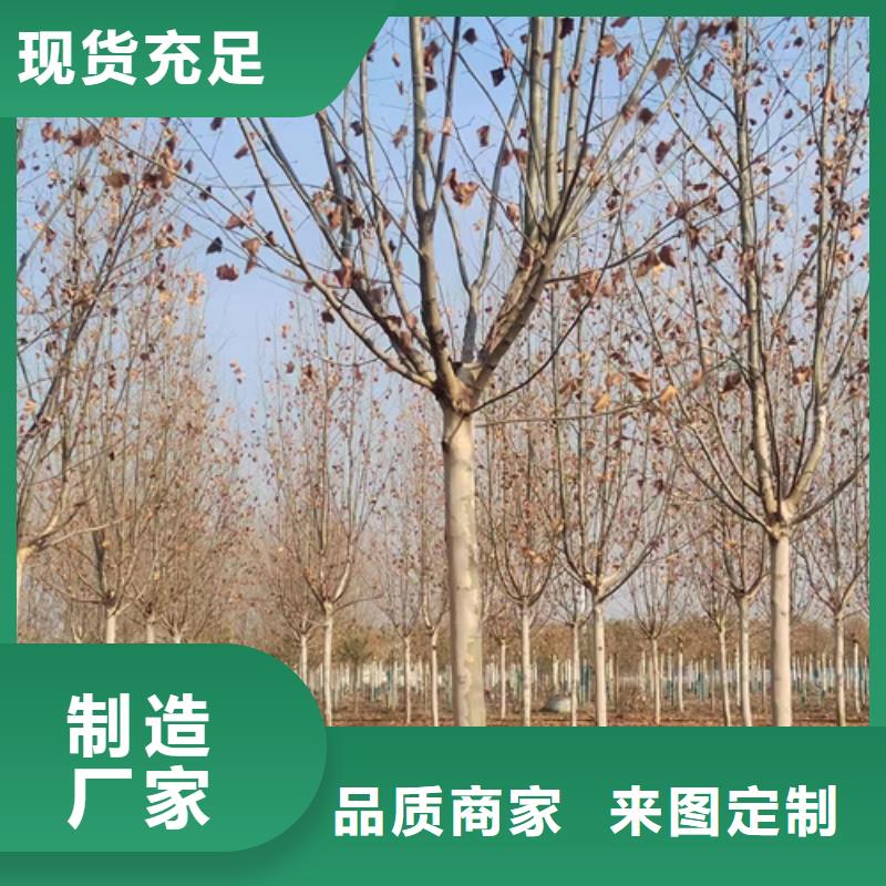 法桐五角枫服务始终如一