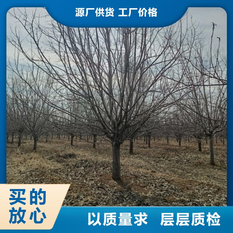 法桐国槐客户好评