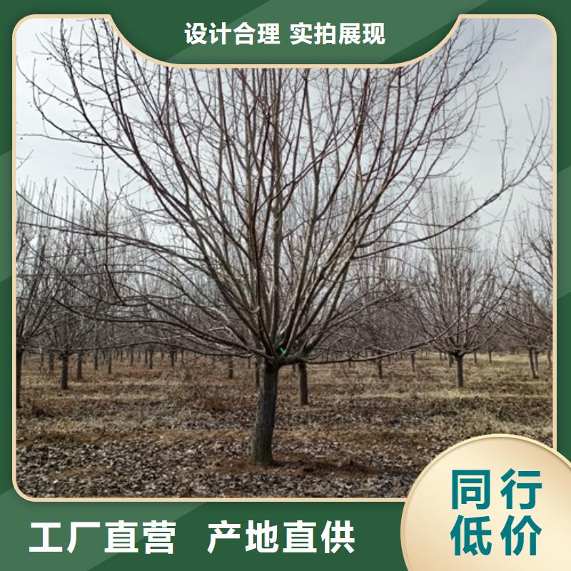 法桐国槐快速发货