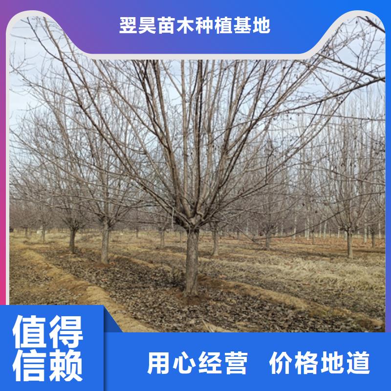 法桐,白蜡实体厂家