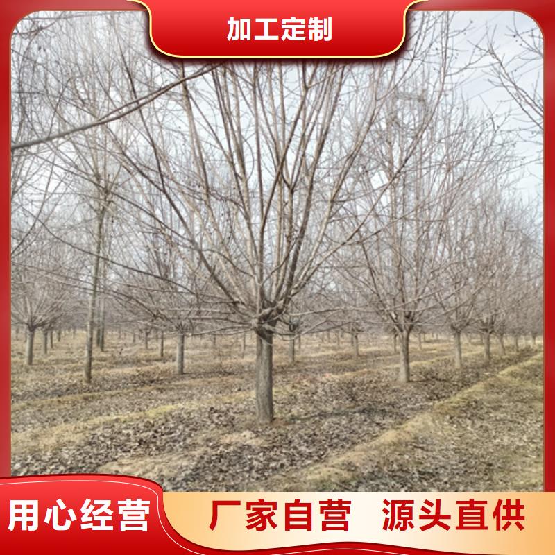 法桐【金叶复叶槭】专业生产设备