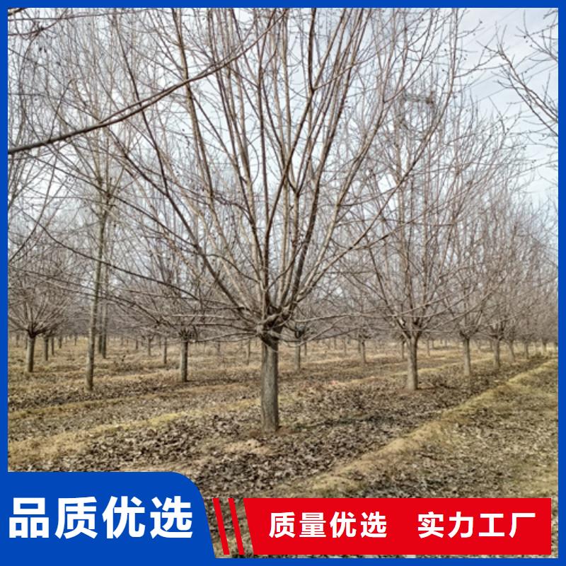 法桐【金叶槐】实力雄厚品质保障