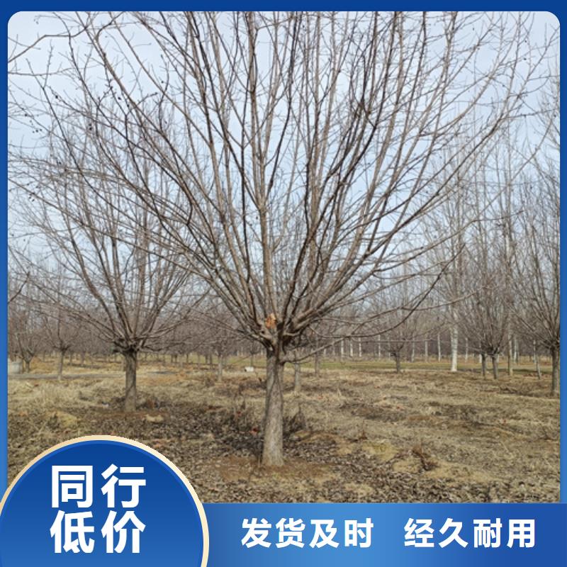 法桐-黄金槐做工细致