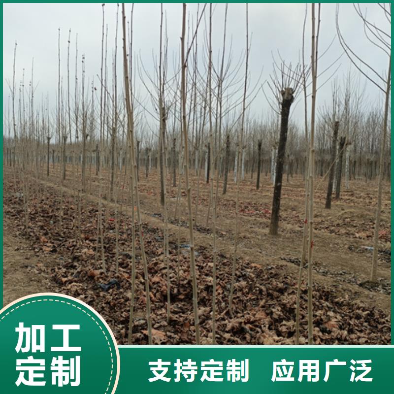 【法桐黄金槐种类齐全】