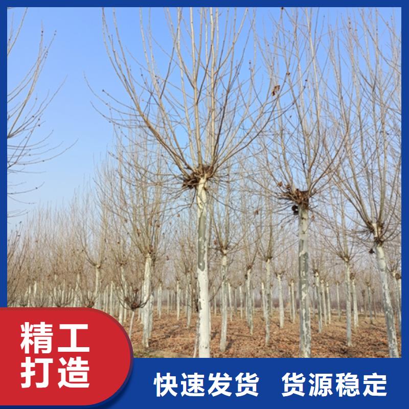 法桐【金叶槐】实力雄厚品质保障