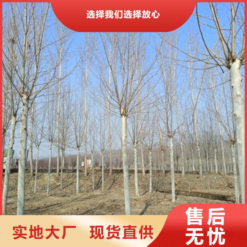法桐-五角枫品种全
