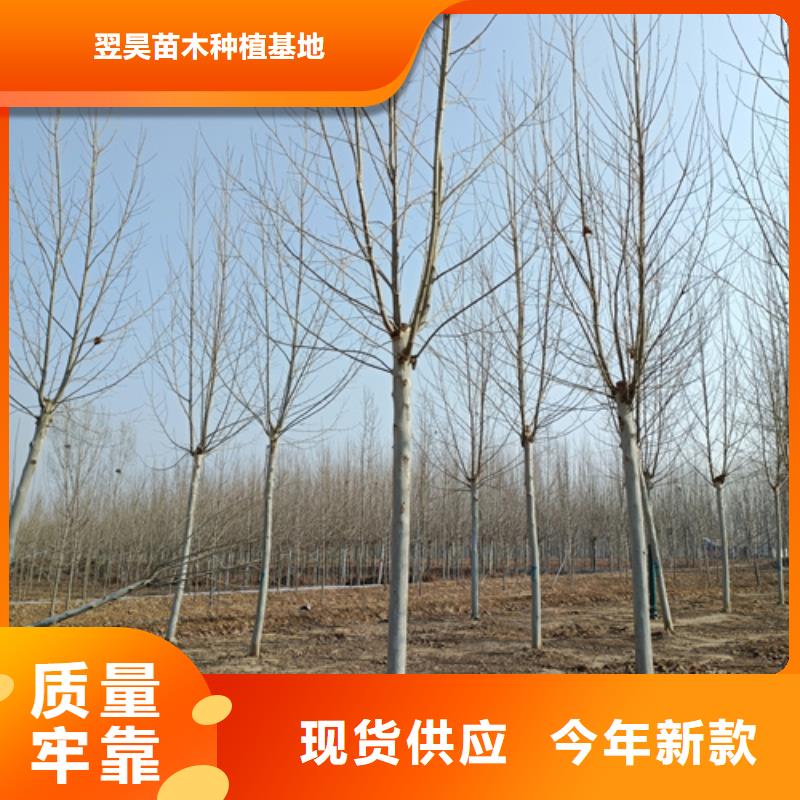 【法桐】金叶复叶槭优选厂家