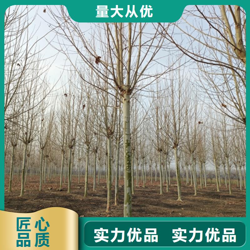 法桐金叶槐厂家十分靠谱