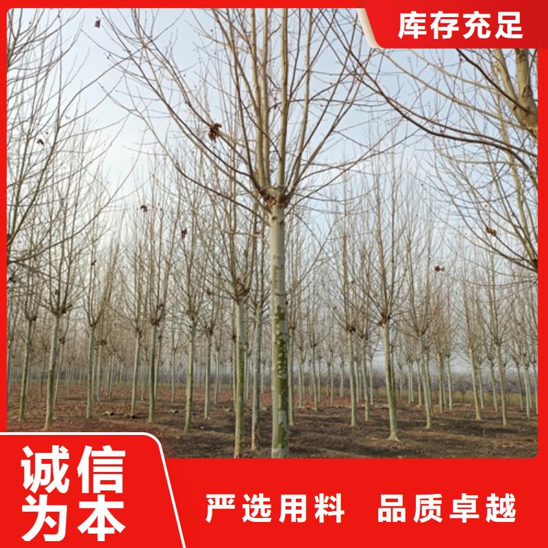 法桐炫丽海棠欢迎来厂考察